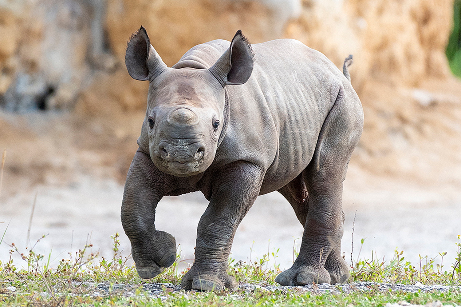 носорогу в жопе голова фото 24